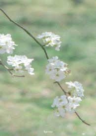 雨打梨花深闭门